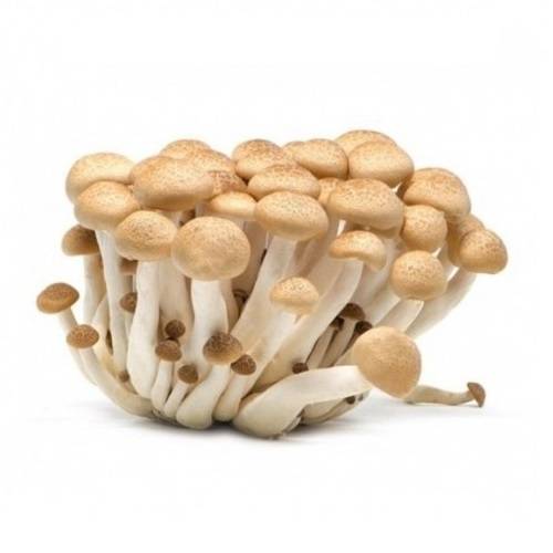 ايفر لايف مشروم شيميجي بني هولندي طازج 150جم 