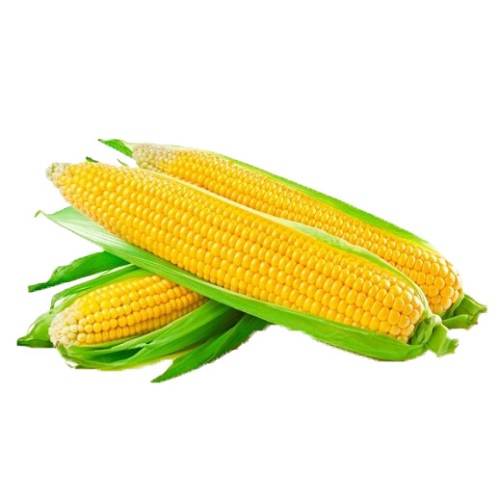 اكواز ذرة كويتي طازجة 1كجم تقريبا