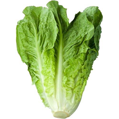 خس كويتي طازج 1حبة 