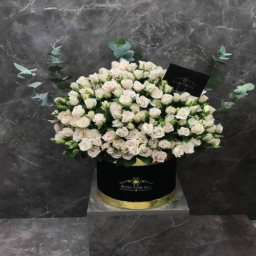 بوكس الظل الاسود