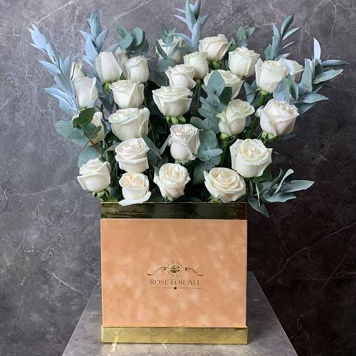 بوكس البني والابيض