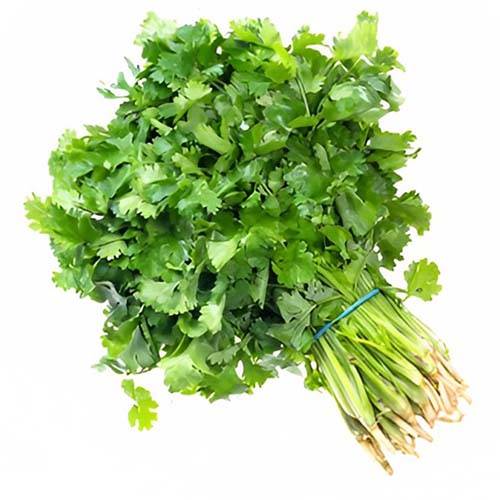 كزبرة كويتي طازجة ربطة وسط