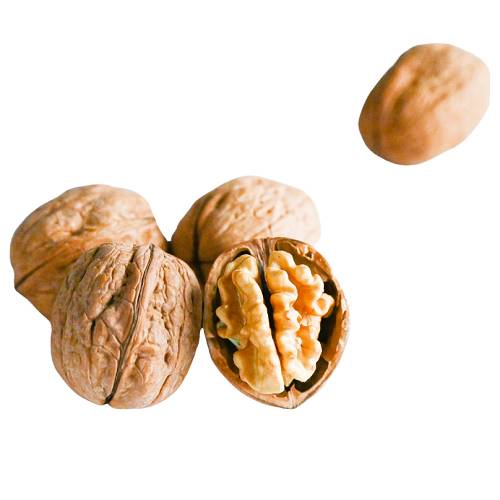 جوز استرالي بالقشر