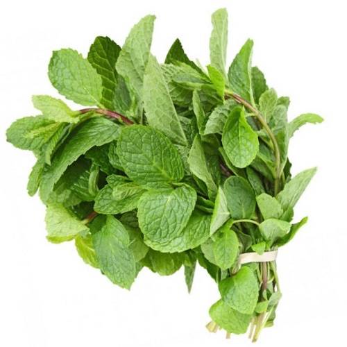 نعناع كويتي طازج ربطة وسط