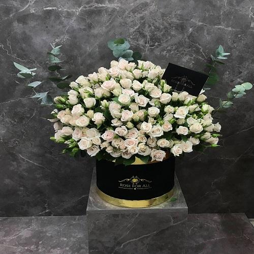 بوكس الظل الاسود