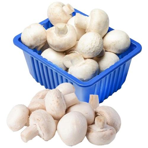 مشروم ابيض هولندي طازج علبة 250جم