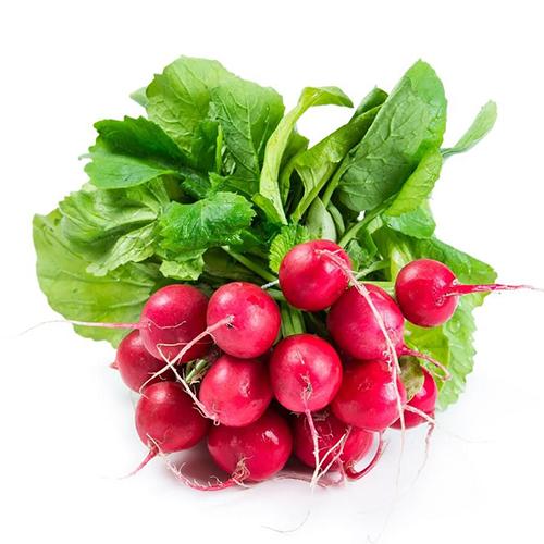 حزمة فجل احمر طازج